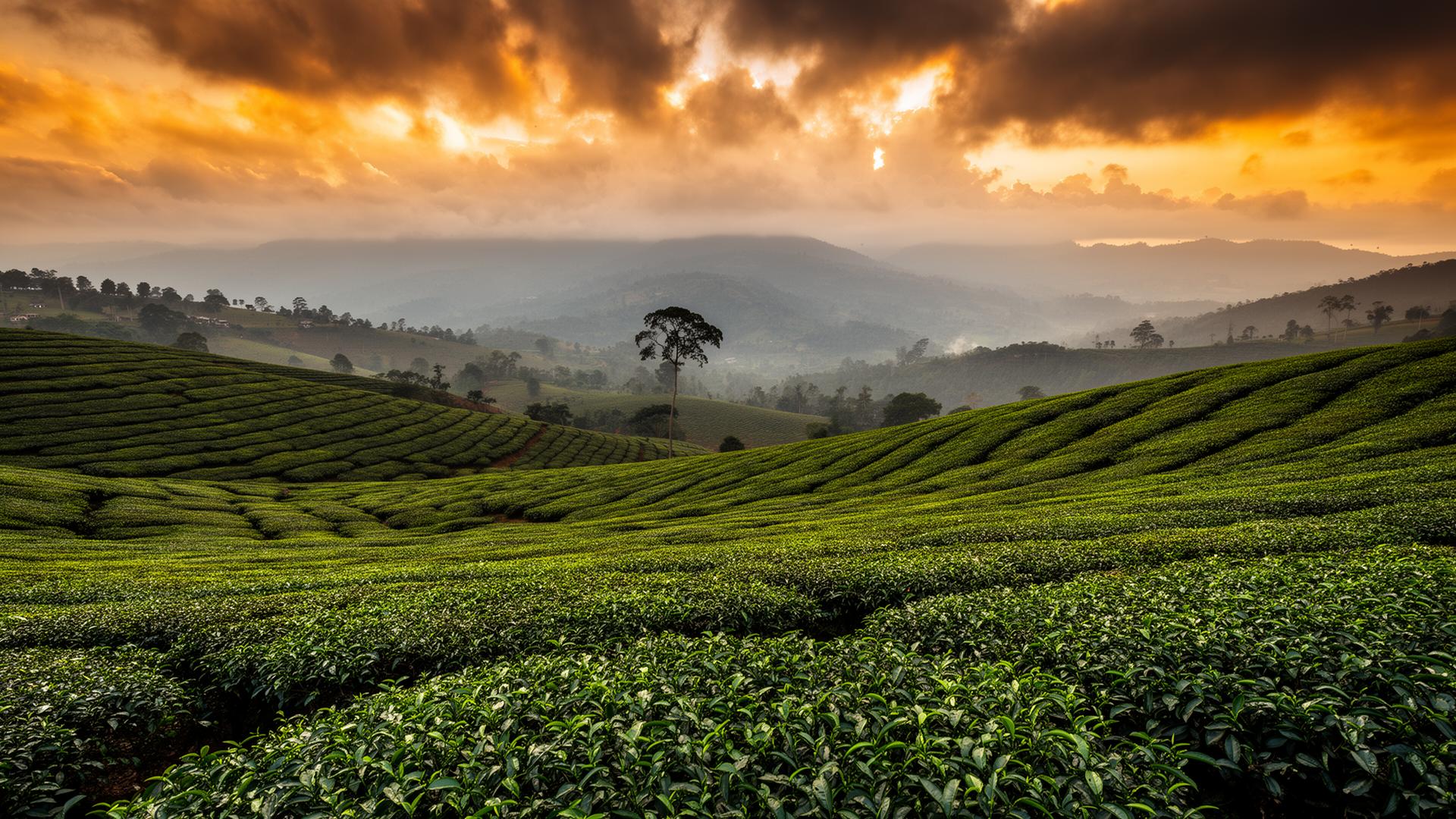 Tea plantation tour in the Nuwara Eliya highlands